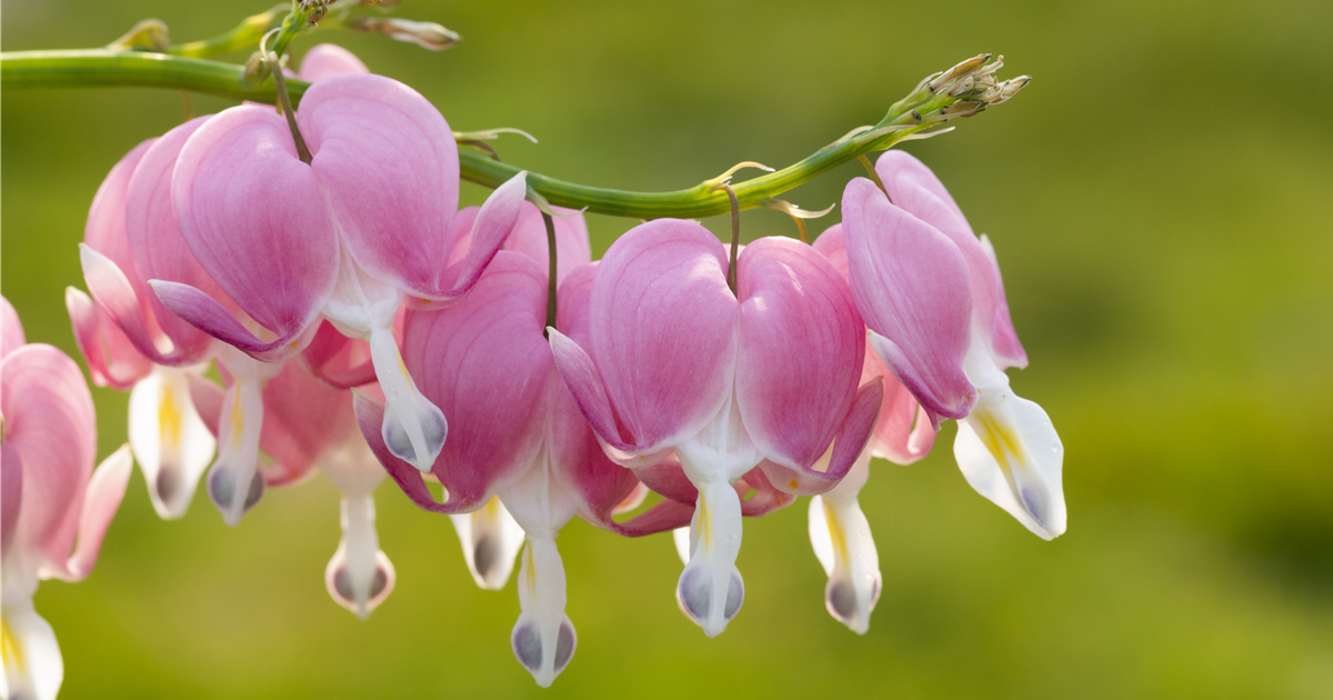 Dauerblühende Pflanzen DBIA Blumenland Herdt