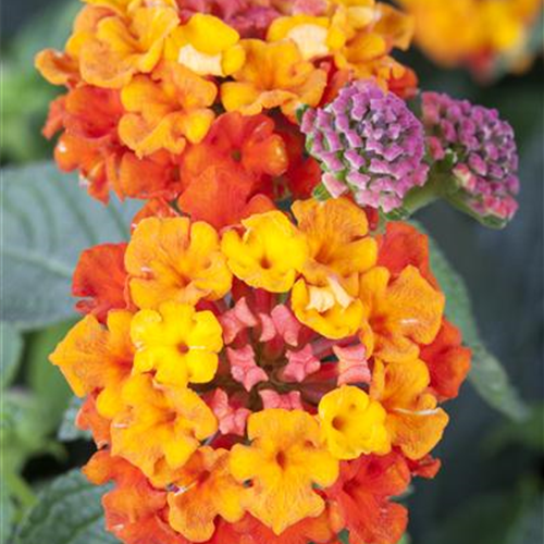 Lange Blüte des Wandelröschens