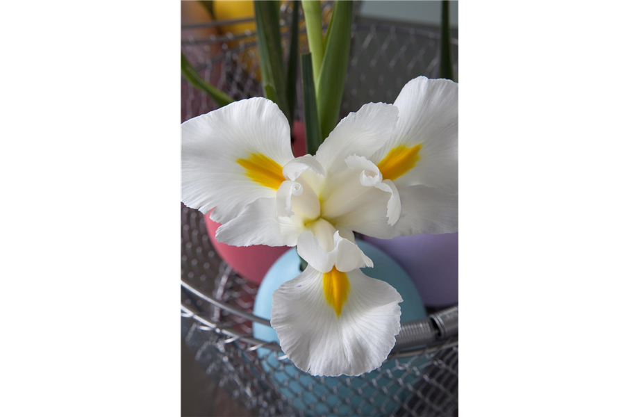 Ostern blüht uns was