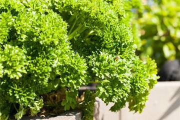 Anlegen des Kräutergartens