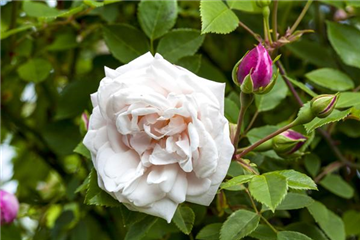 Rosen ausputzen