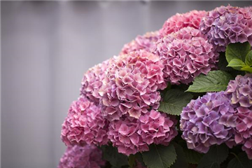 Die Hortensie im Garten