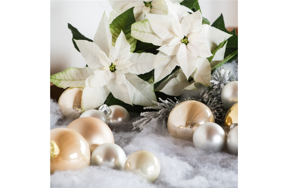 Weihnachtssterne