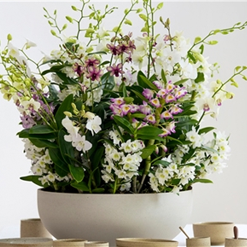 Pflanze des Monats März 2026: Dendrobium